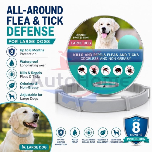 Dog collar flea and - dog, tick