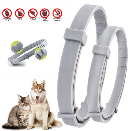Dog flea cat - dog, anti